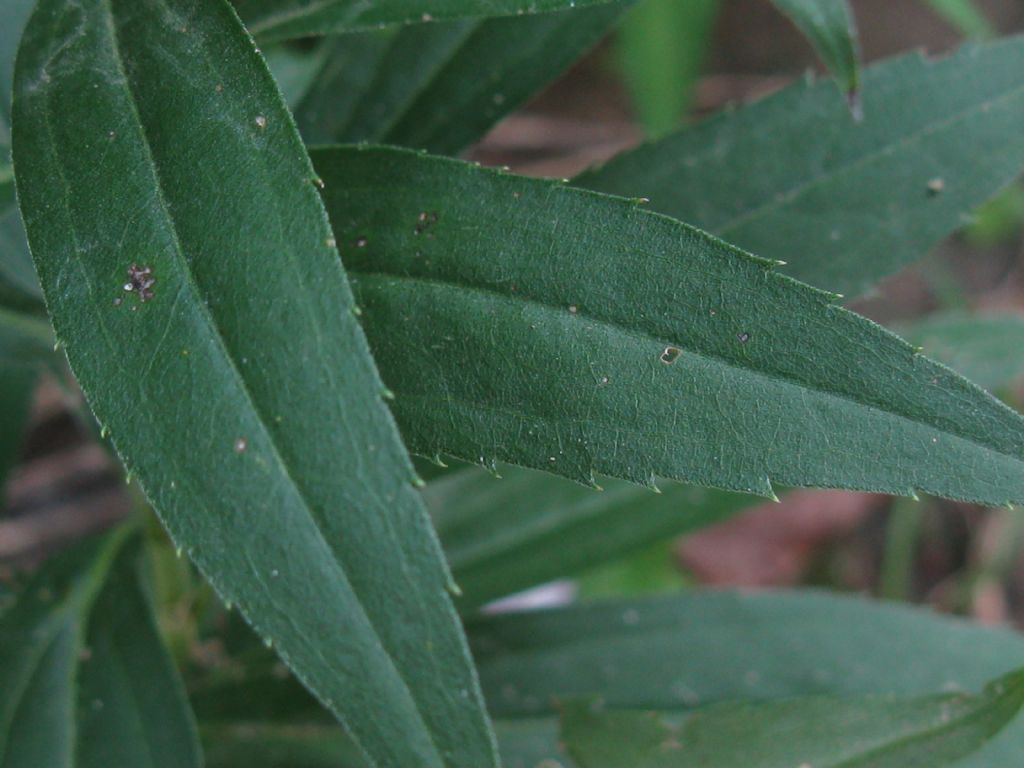 Solidago sp.(Asteraceae) in mezzo a Persicaria dubia (Polygonaceae)