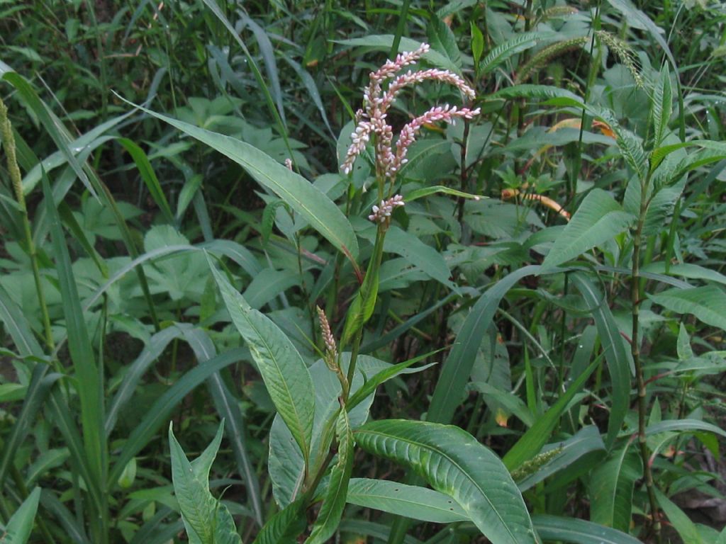 Solidago sp.(Asteraceae) in mezzo a Persicaria dubia (Polygonaceae)