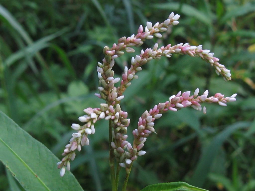 Solidago sp.(Asteraceae) in mezzo a Persicaria dubia (Polygonaceae)