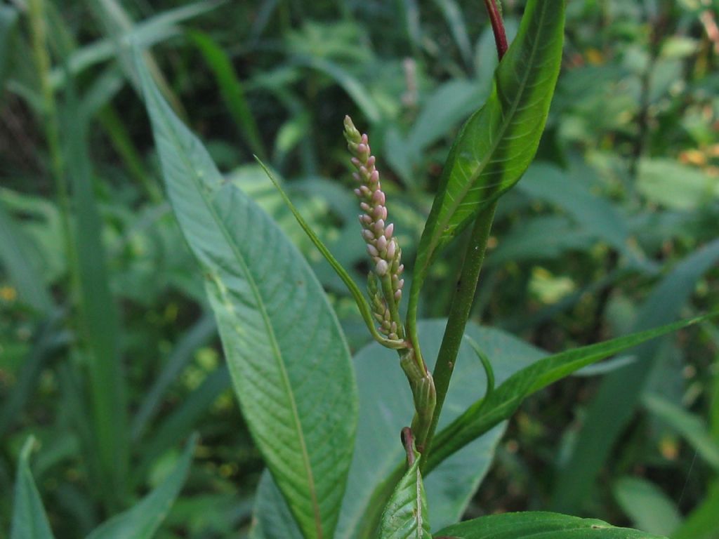 Solidago sp.(Asteraceae) in mezzo a Persicaria dubia (Polygonaceae)