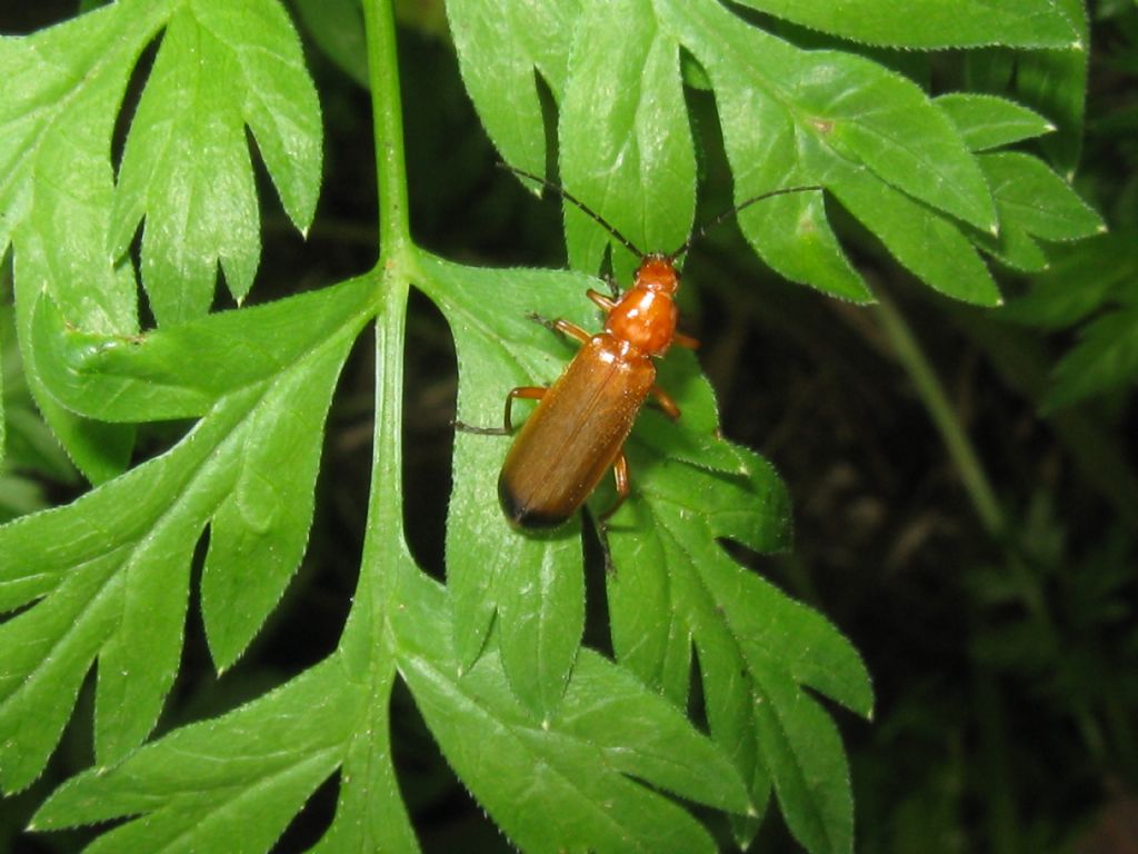 Cantharidae:  Rhagonycha fulva