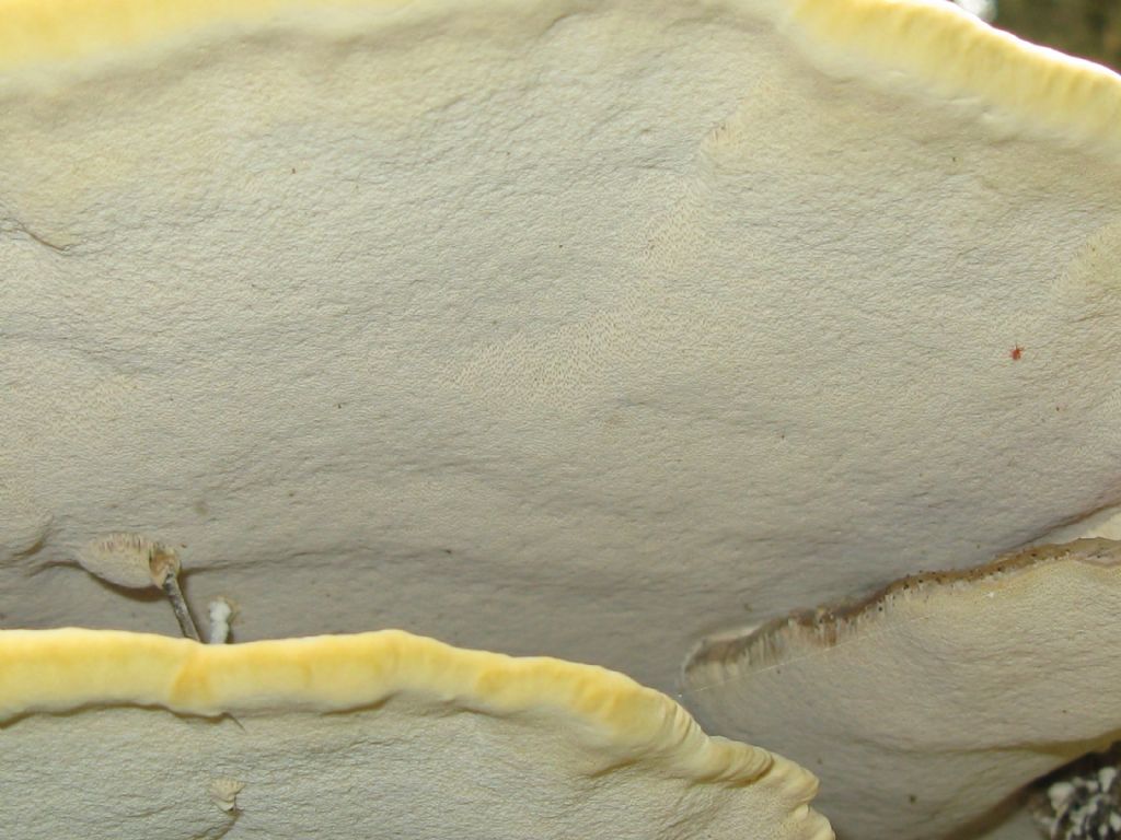 Fomes fomentarius?
