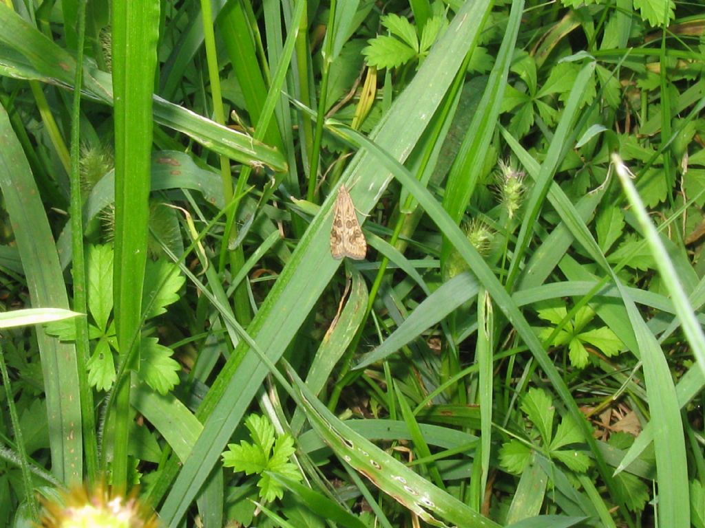 Crambidae: Nomophila noctuella?  S !