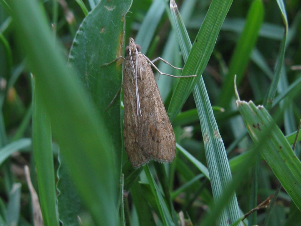 Crambidae: Nomophila noctuella?  S !