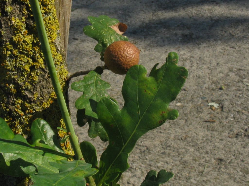 Cynipidae: galla di Andricus kollari? S.