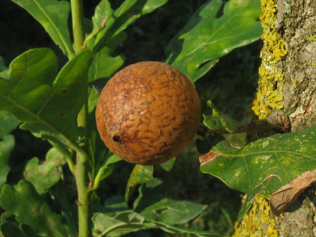 Cynipidae: galla di Andricus kollari? S.