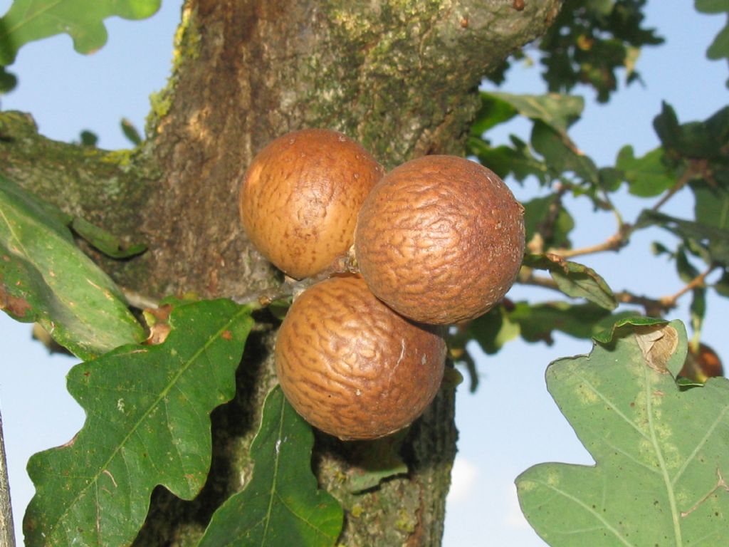 Cynipidae: galla di Andricus kollari? S.