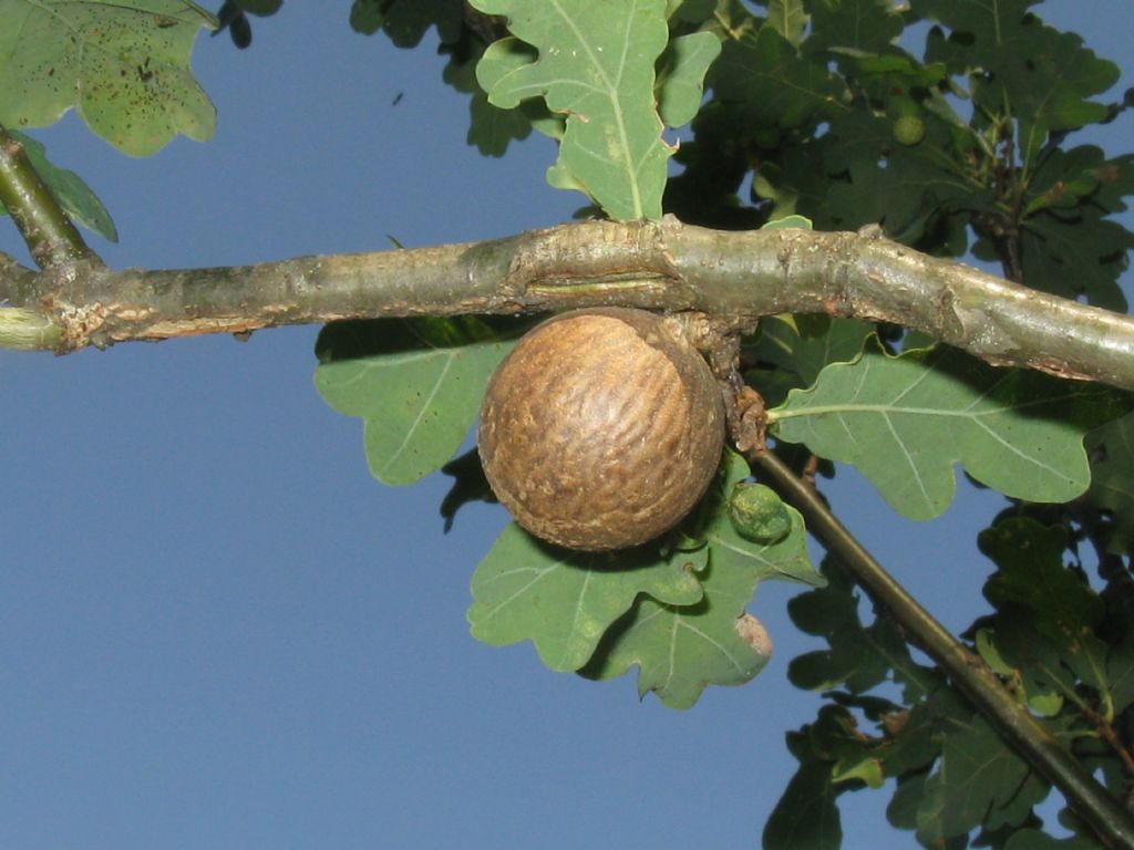 Cynipidae: galla di Andricus kollari? S.