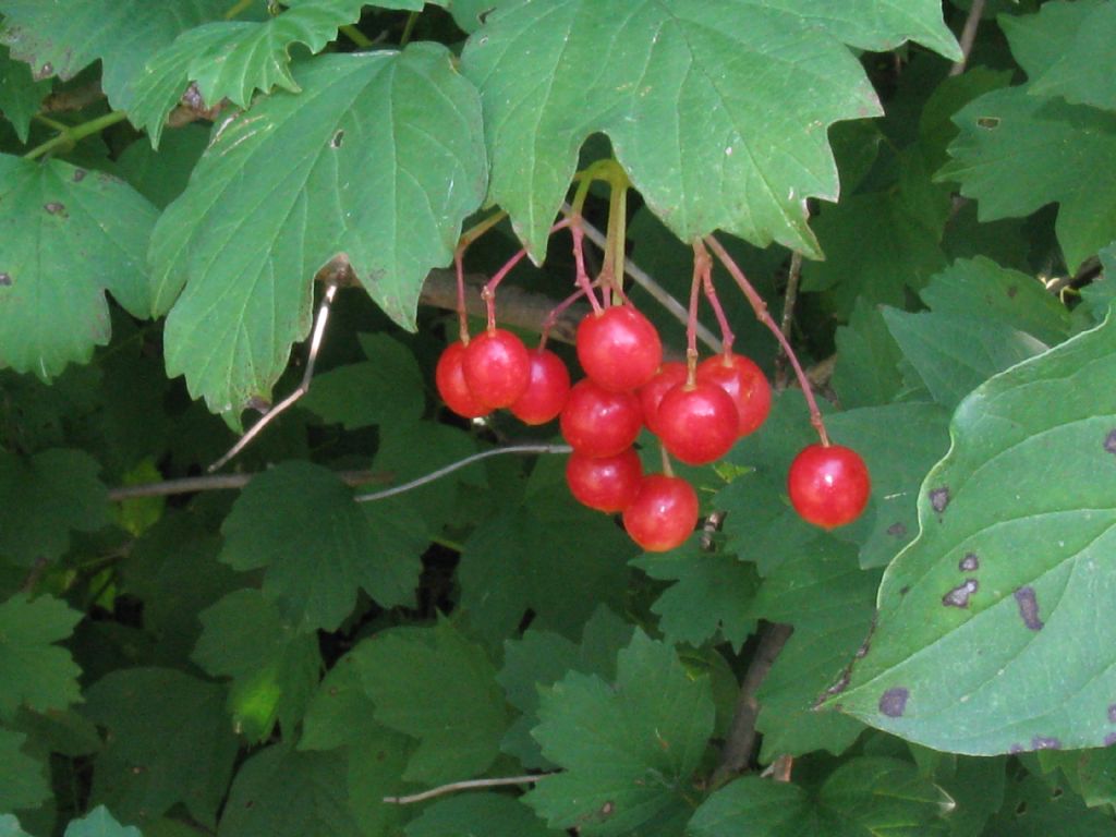 Bacche di Viburnum opulus?  S !