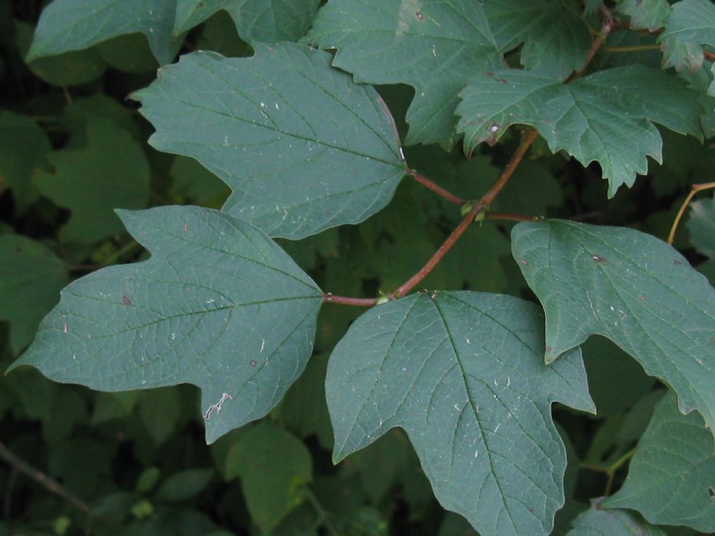 Bacche di Viburnum opulus?  S !