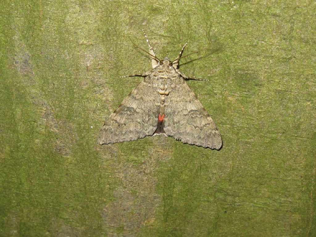 Acronicta?(Euphorbiae?) No, Catocala nupta - Erebidae