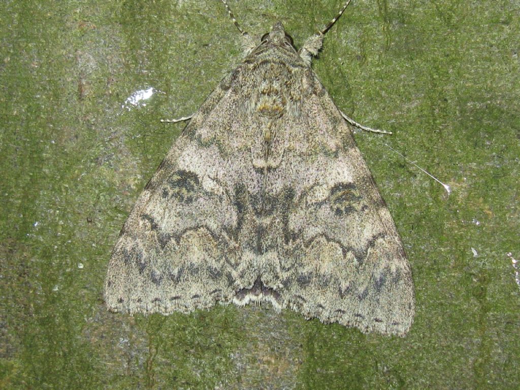 Acronicta?(Euphorbiae?) No, Catocala nupta - Erebidae