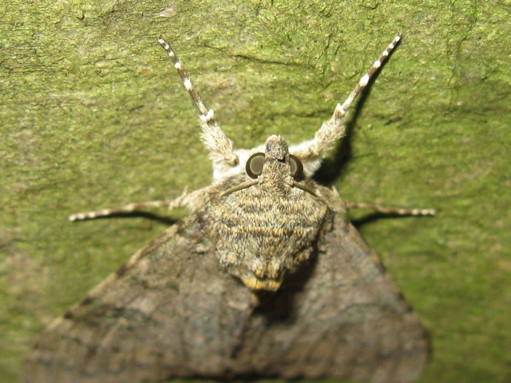 Acronicta?(Euphorbiae?) No, Catocala nupta - Erebidae