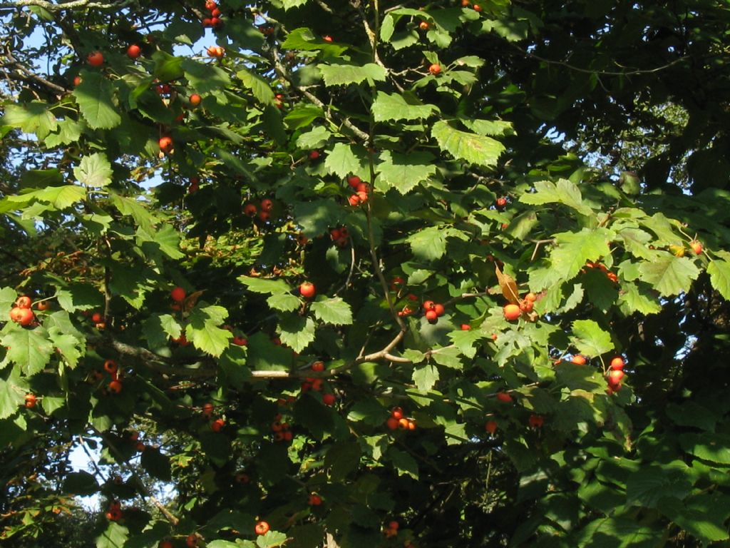 Crataegus douglasii? ...  Crataegus cfr. coccinea