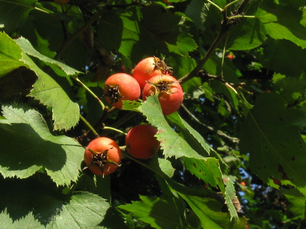 Crataegus douglasii? ...  Crataegus cfr. coccinea
