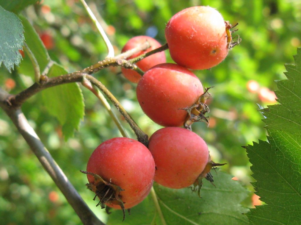 Crataegus douglasii? ...  Crataegus cfr. coccinea