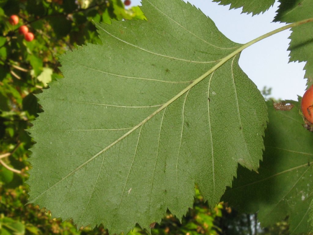 Crataegus douglasii? ...  Crataegus cfr. coccinea