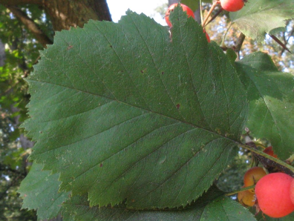 Crataegus douglasii? ...  Crataegus cfr. coccinea