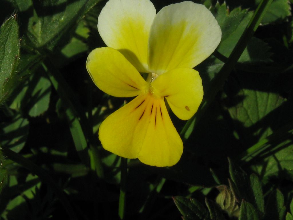 Viola tricolor?