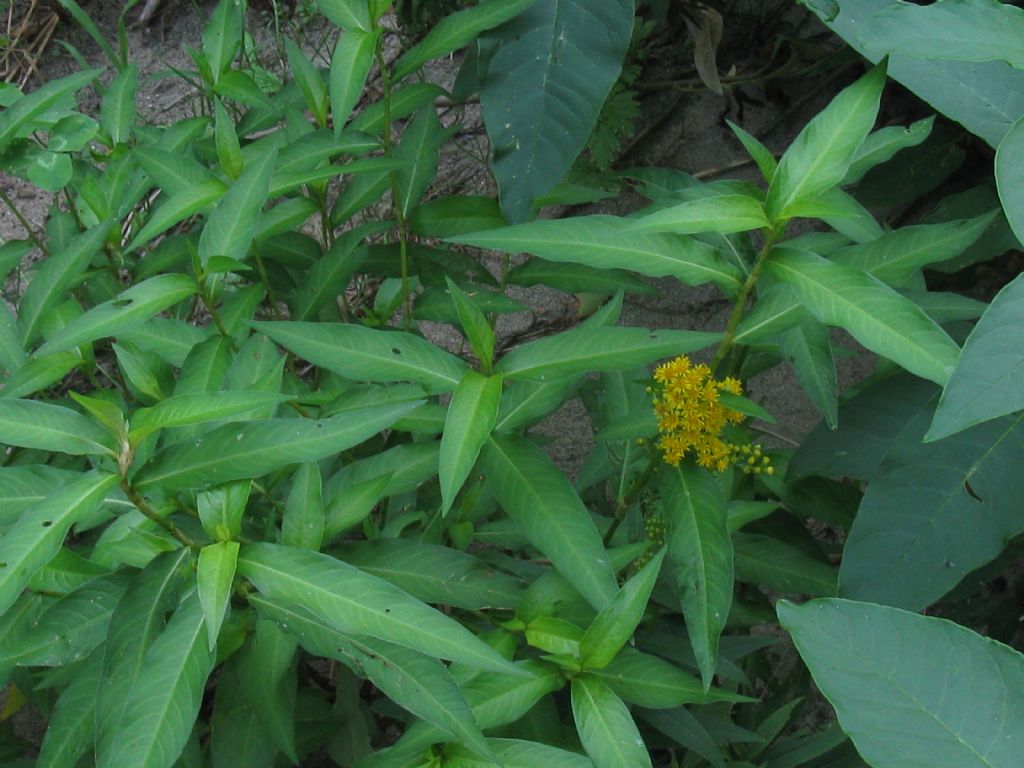 Solidago sp.(Asteraceae) in mezzo a Persicaria dubia (Polygonaceae)