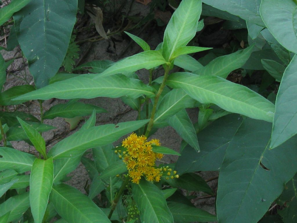 Solidago sp.(Asteraceae) in mezzo a Persicaria dubia (Polygonaceae)