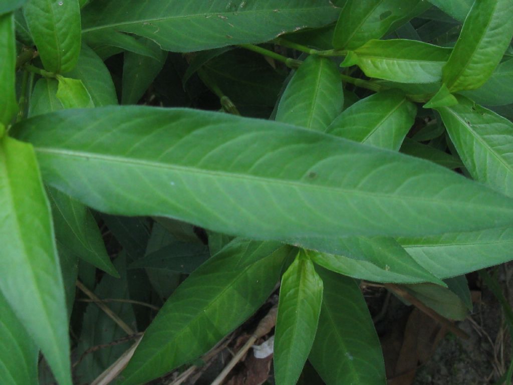 Solidago sp.(Asteraceae) in mezzo a Persicaria dubia (Polygonaceae)