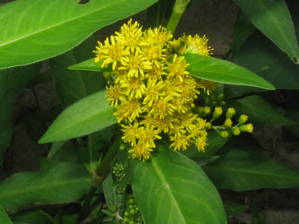 Solidago sp.(Asteraceae) in mezzo a Persicaria dubia (Polygonaceae)