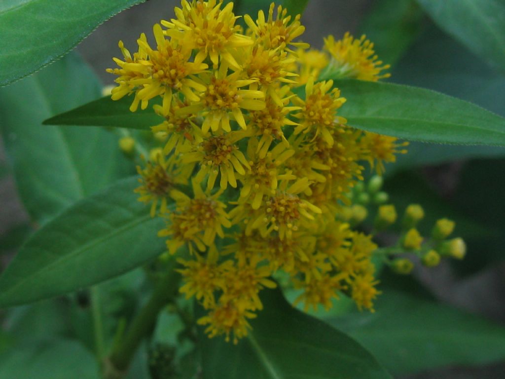 Solidago sp.(Asteraceae) in mezzo a Persicaria dubia (Polygonaceae)