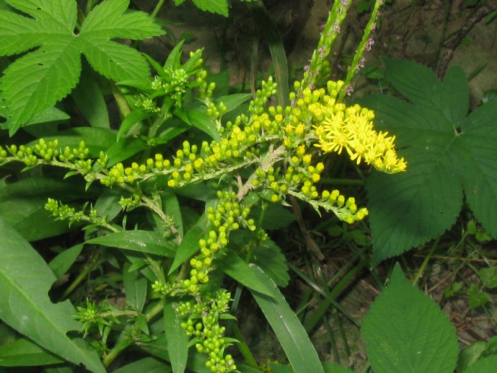 Solidago sp.(Asteraceae) in mezzo a Persicaria dubia (Polygonaceae)