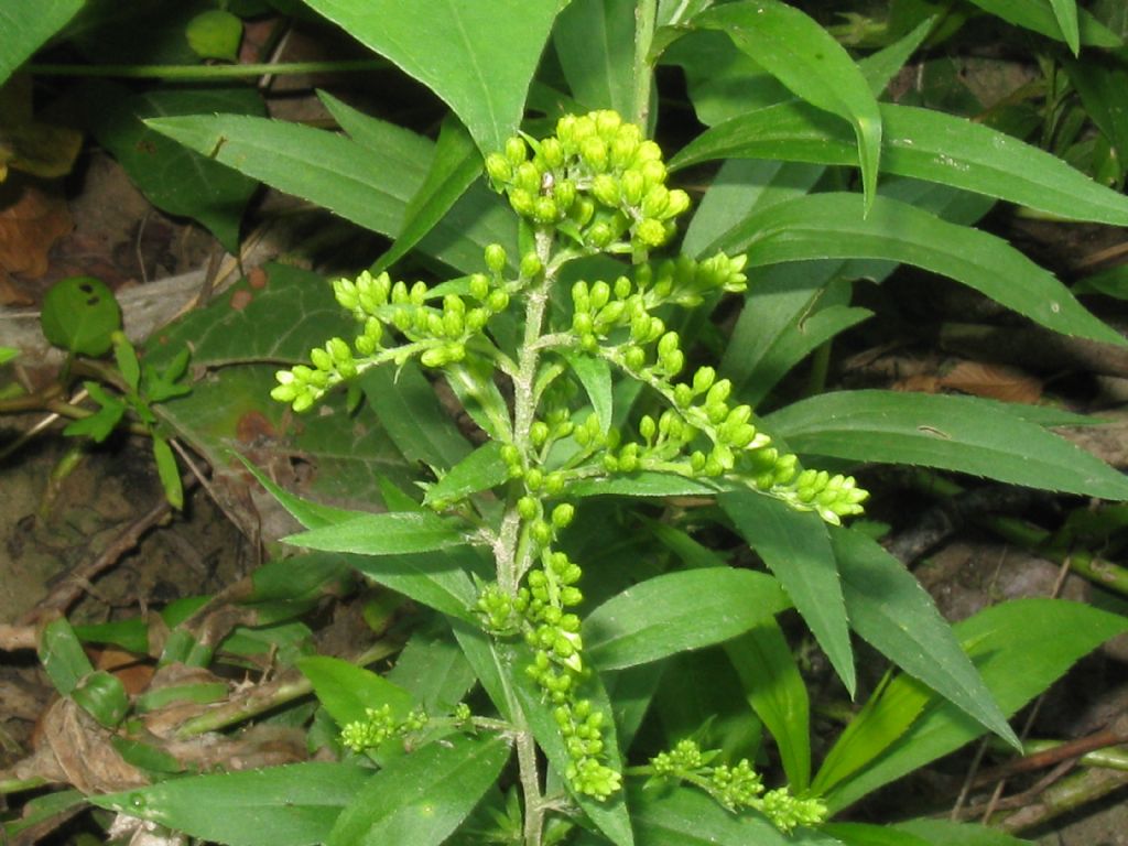 Solidago sp.(Asteraceae) in mezzo a Persicaria dubia (Polygonaceae)