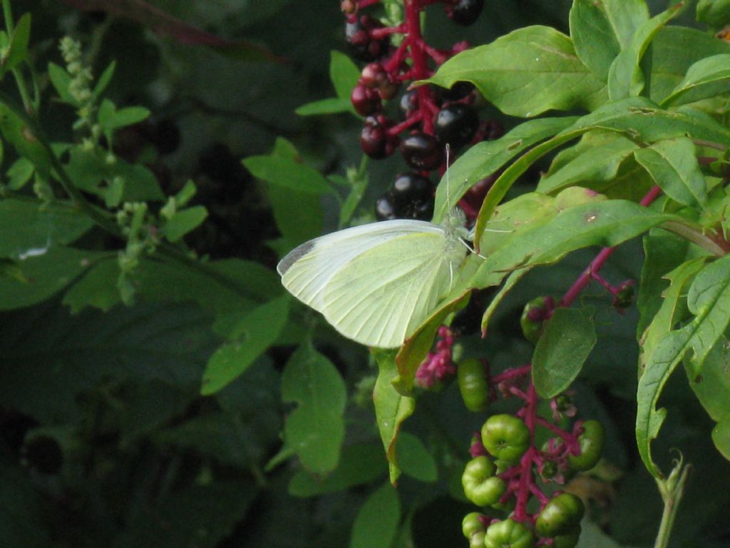 Pieris rapae