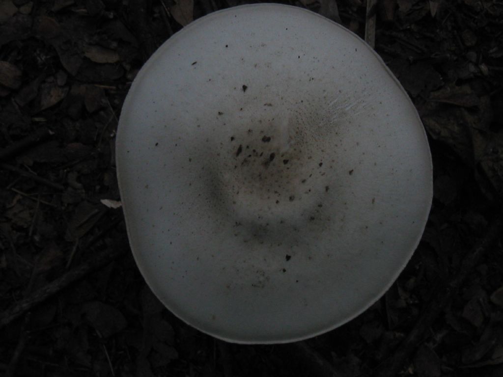 Quale fungo?(Cyclocybe aegerita?)