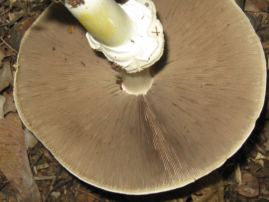 Quale fungo?(Cyclocybe aegerita?)