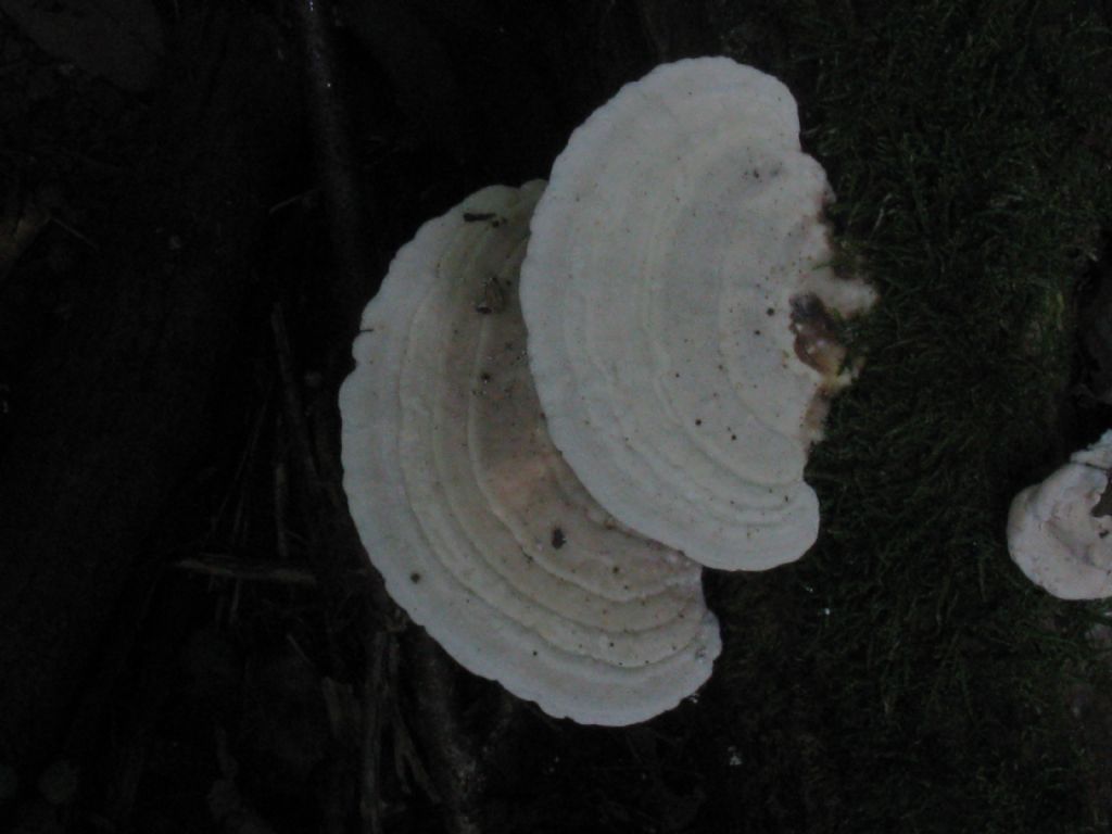 Quale specie di fungo?