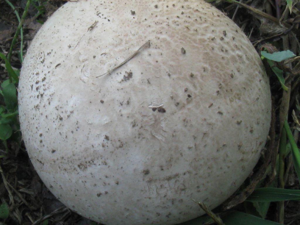 Fungo da identificare.