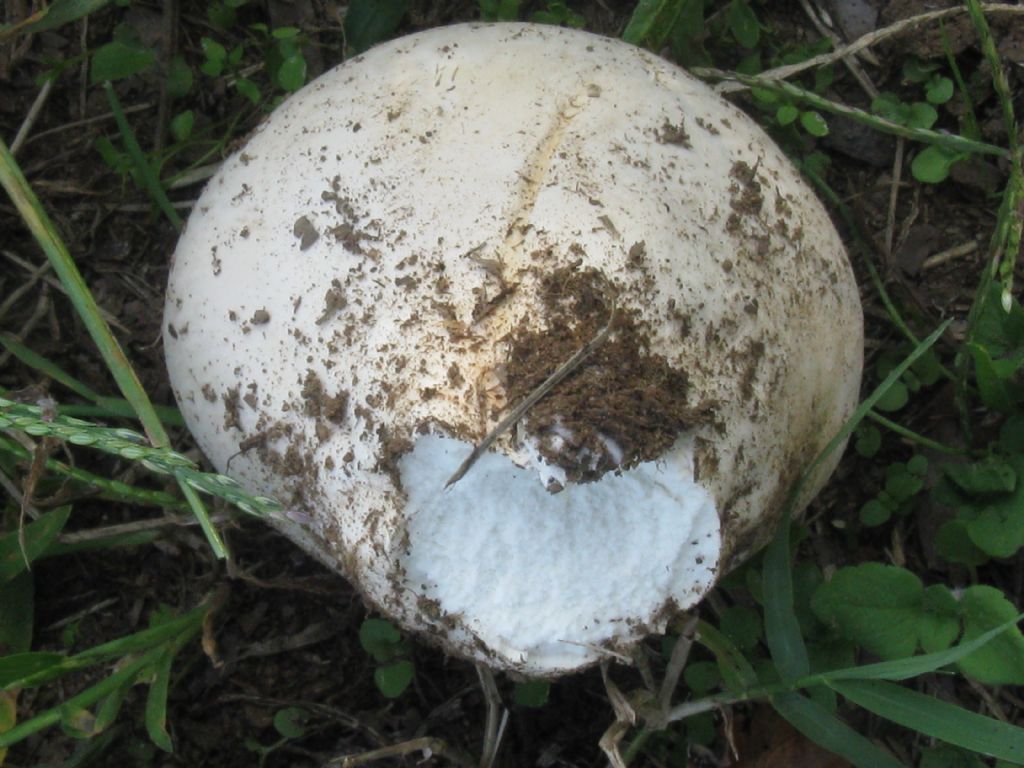 Fungo da identificare.