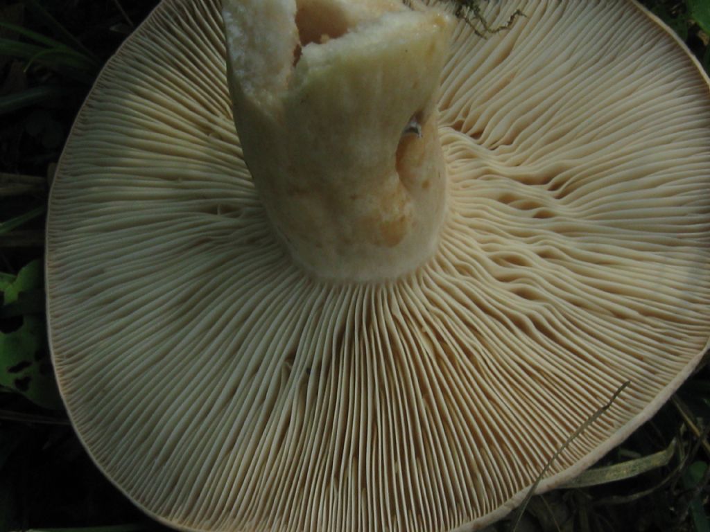altro fungo in cerca di identificazione.