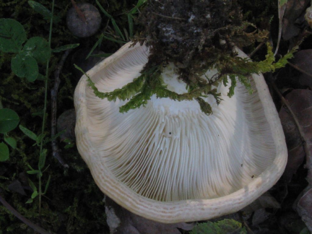 Fungo lactarius sp.?