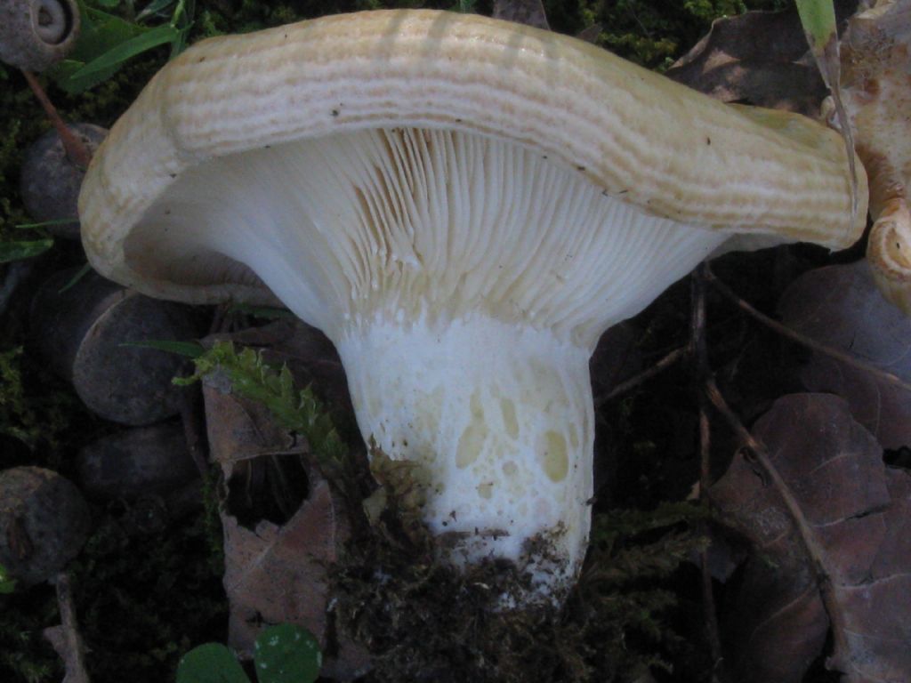 Fungo lactarius sp.?