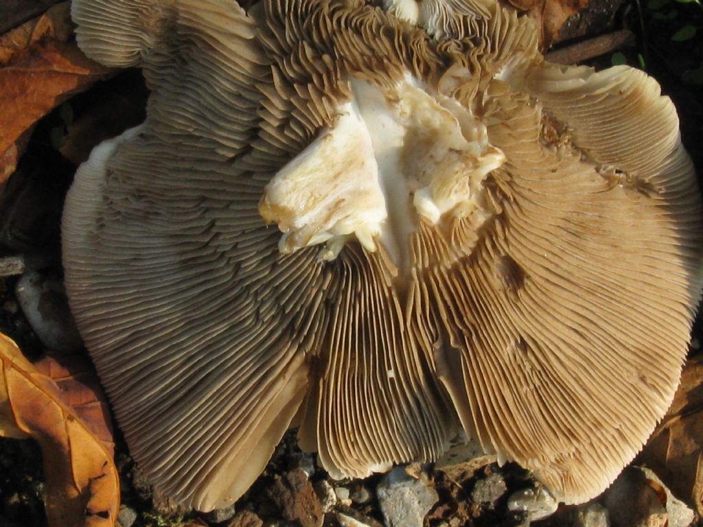 Funghi da id.