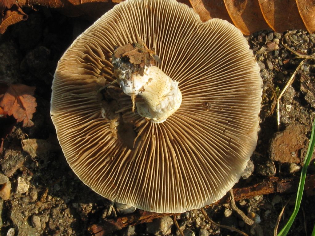 Funghi da id.