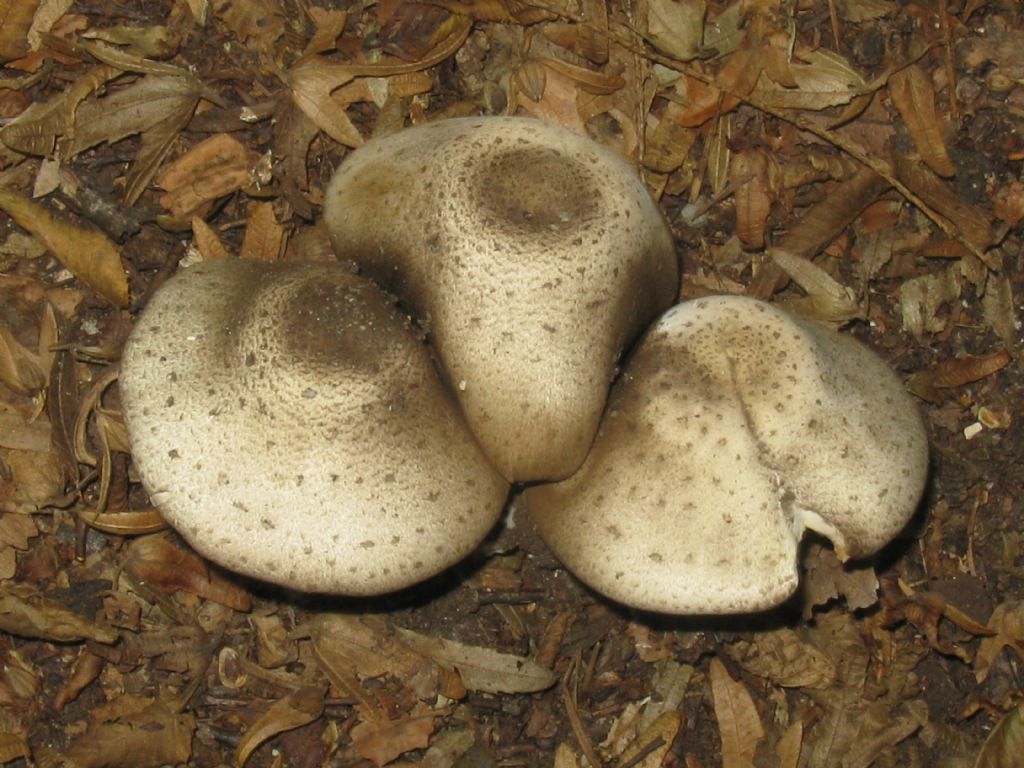 Altri funghi da identificare(Agaricus moelleri?)