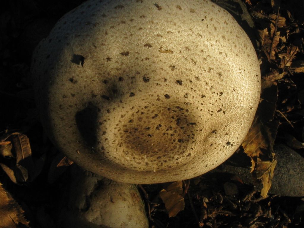 Altri funghi da identificare(Agaricus moelleri?)