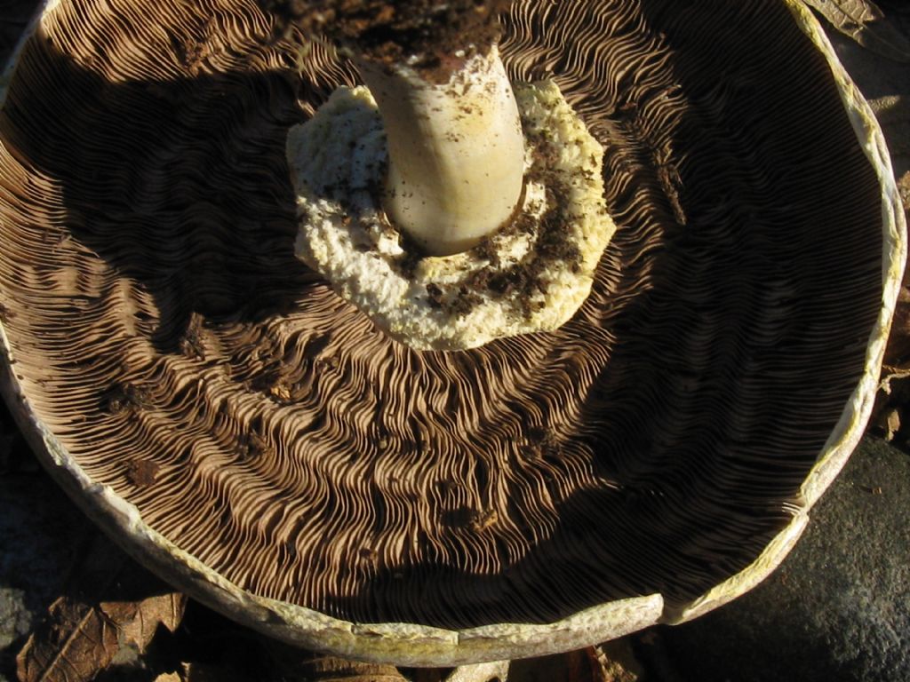 Altri funghi da identificare(Agaricus moelleri?)
