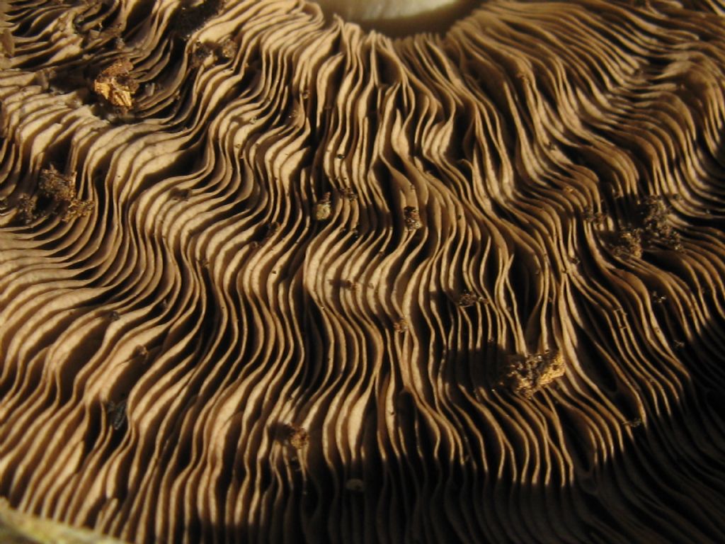 Altri funghi da identificare(Agaricus moelleri?)