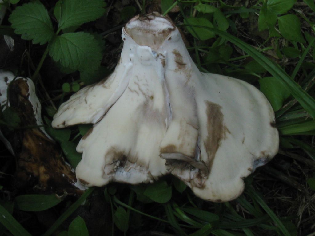 fungo saprofita?Polyporus?