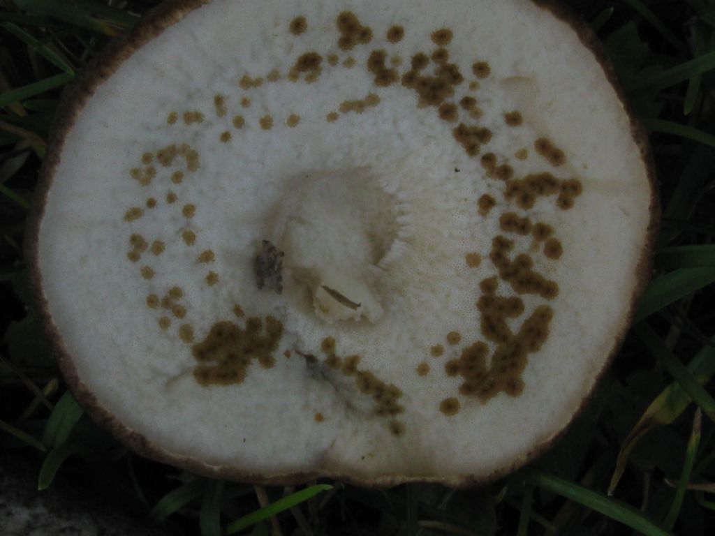 Fungo Boletus?