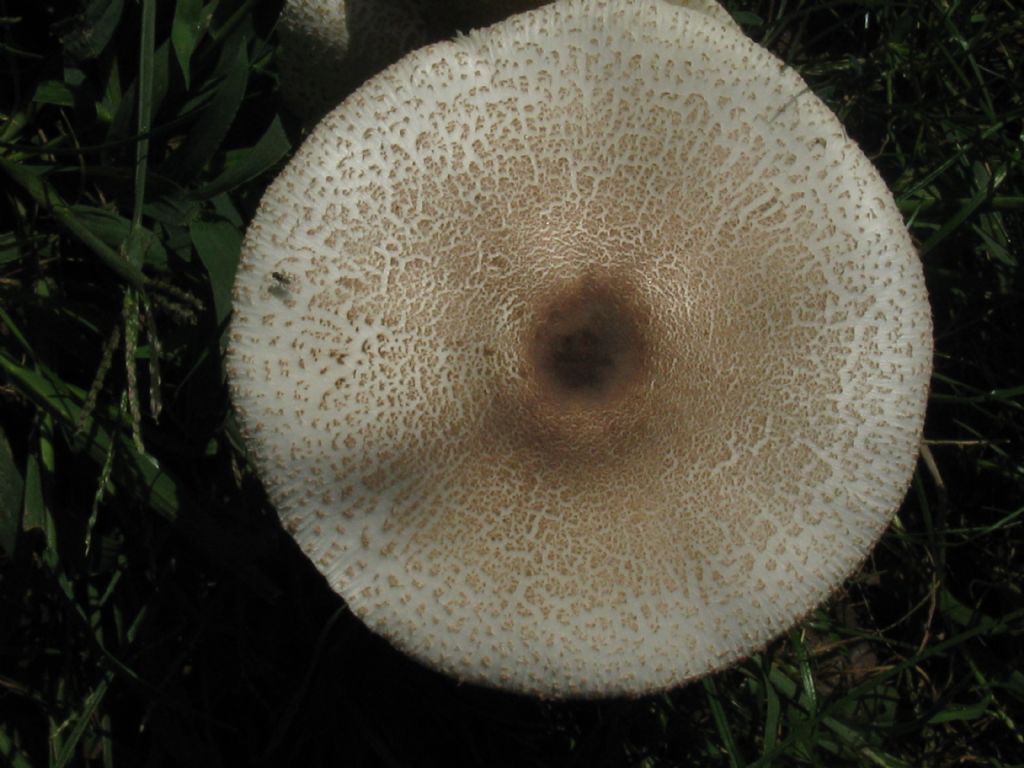 Agaricus moelleri?