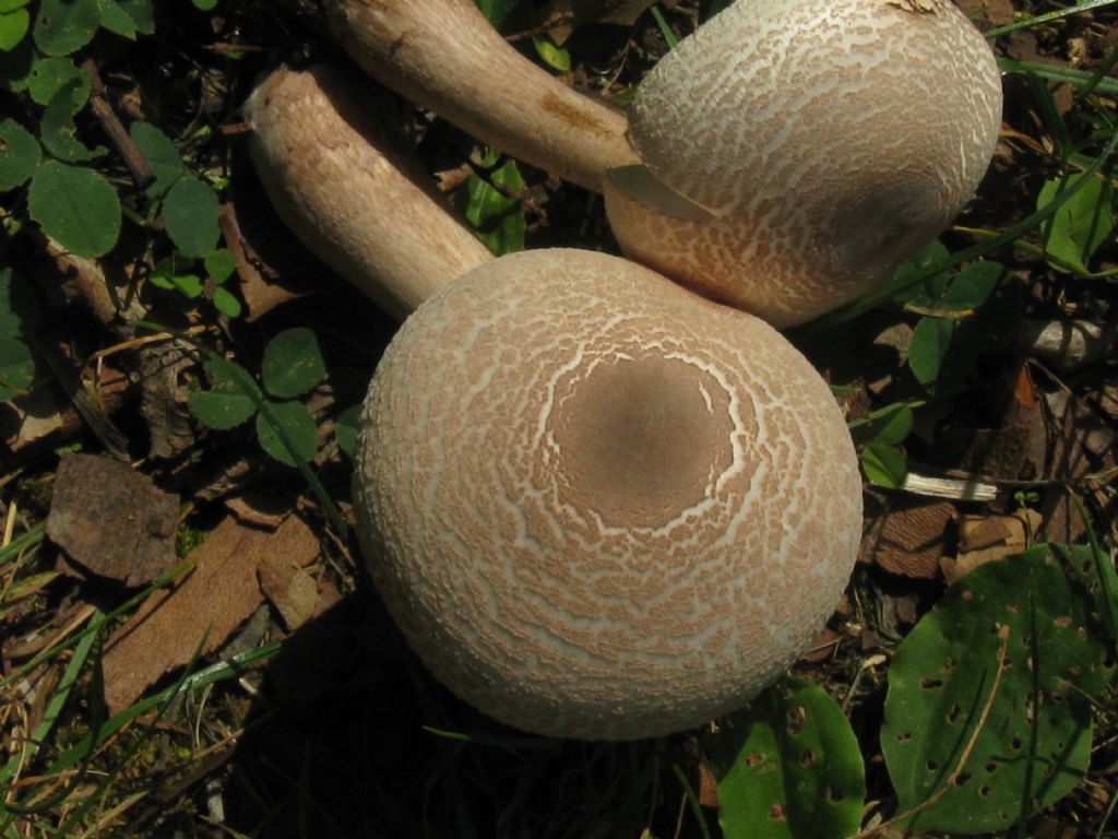 Agaricus moelleri?