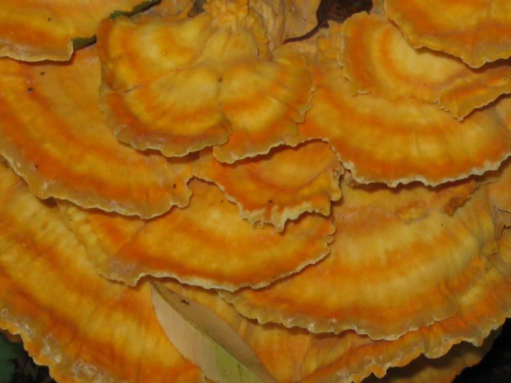 Laetiporus sulphureus?